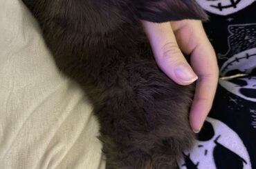 Need advice for my baby bunny