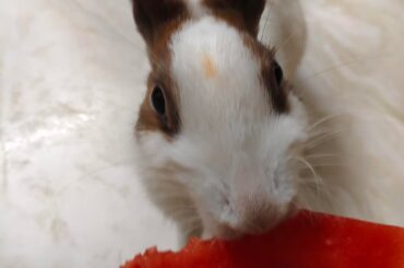 Watermelon 🍉
