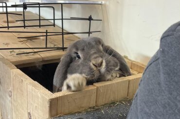 She’s been using the shared hay feeder as her personal toilet