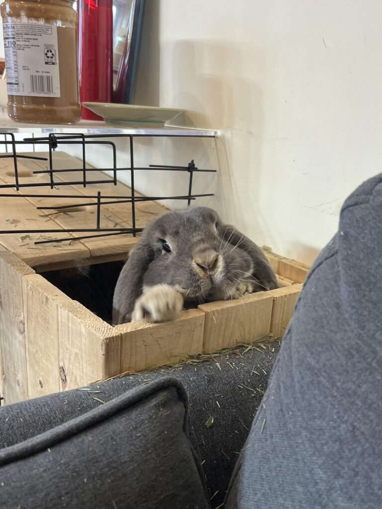 She’s been using the shared hay feeder as her personal toilet