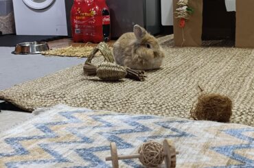 This weird orb spawned on my carpet and demanded snackies, do I just start worshiping it?