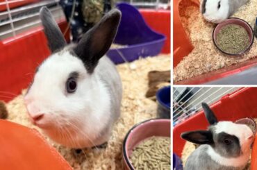 Help identifying breed