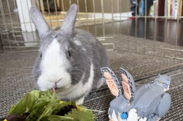 Meet Logan….. and Lego Logan