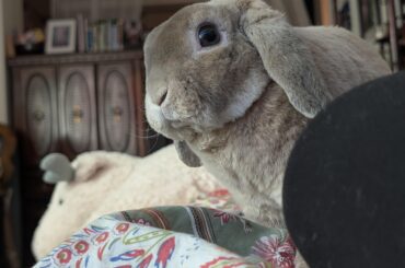 When Cannoli is coming towards me and I can see how wet and soggy his chin is he's gonna put on me: A Horror Story