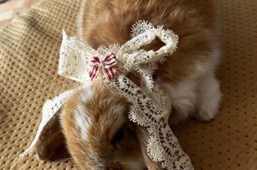 Happy easter to all that celebrate it from Sahra !!