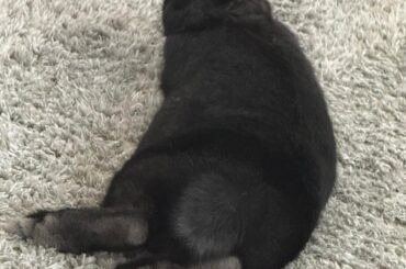 Small compilation of Shrimpley Sploots