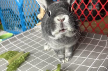Where’s my treat slave