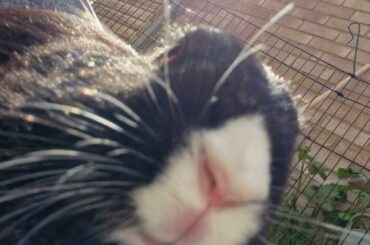 I miss her :( school rabbit