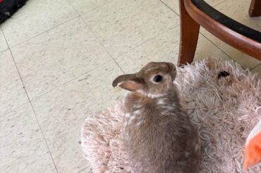 This Easter, this former rescue wants to remind yall that any celebratory rabbits must be chocolate or stuffed. She, like many others, are a ten year commitment, not a toy