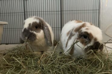 bonding two female buns