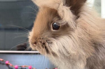 The wind did a number on mocha