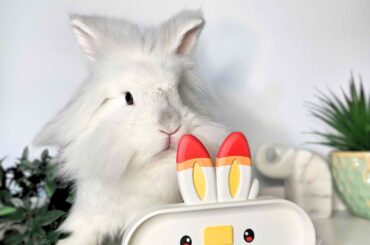 My bunnies model with Pokemon trays I made