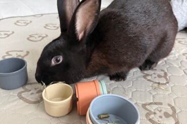 Found Bunny - help with gender