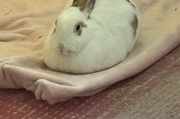 Anyone elses bunny look more like the chicken peeps than the bunny peeps?
