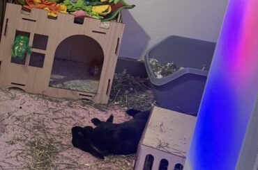 Ultimate flop after a hard working day 😌