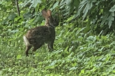 Wild bunny spotted on my river adventure today