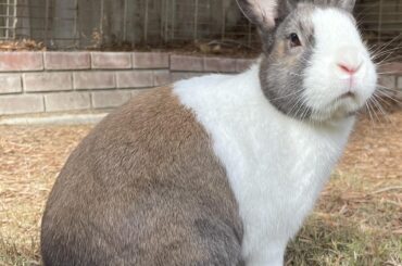 Rabbit birthday party ideas
