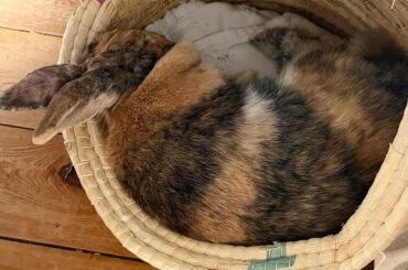 Moss looking like a croissant🥐