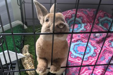 Bunny jail for destroying 2 pairs of earbuds in the same day!