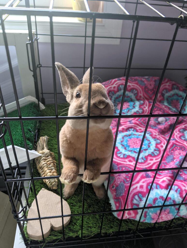 Bunny jail for destroying 2 pairs of earbuds in the same day!