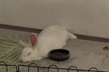 Have you ever eaten so much, that you literally felt asleep on the spot?