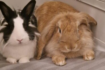 Got my bunny a friend. Meet Bruno! ( brown lopped bunny)