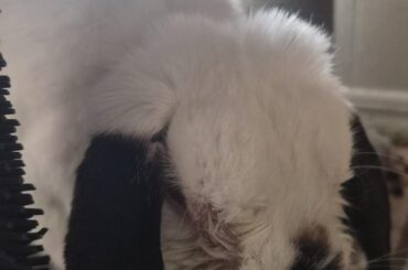 Anyone else's bunny with chronic clogged tear ducts?