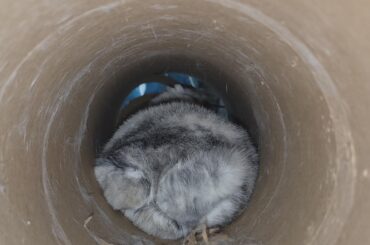 She was making so much noise in her tube, I didn't expect her to be laying down