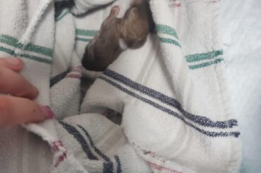 Update about the baby bunnies I'm raising