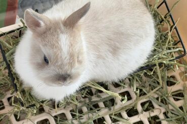 Hay feeder
