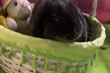 Easter blueberry not pleased