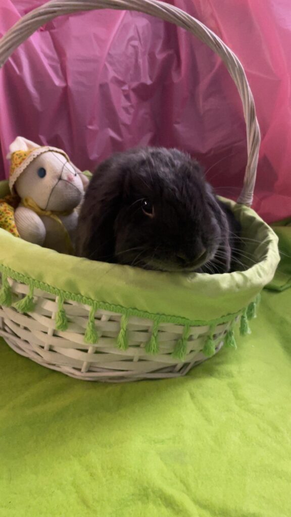 Easter blueberry not pleased