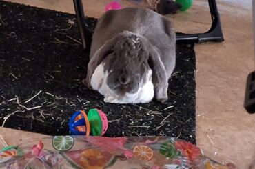 Little loaf