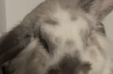 My baby was carried over the rainbow bridge today 💔 Thank you so much for letting me be your owner, I’ll forever miss my handsome boy 🕊️