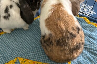 Emmitt’s first date with a potential new brother 🥹