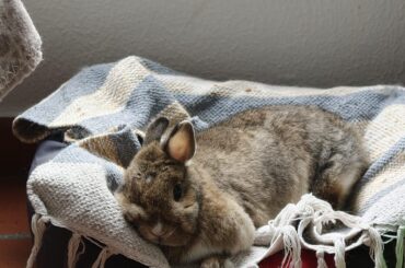 my sleepy angel