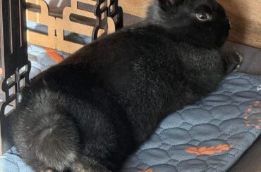 Lounging Shrimp
