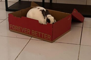 Hidden bunny