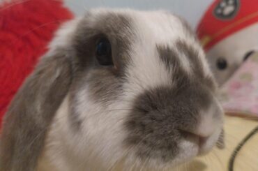 My bunny being my bunny