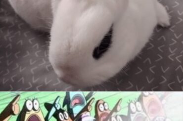 His ears are shedding lol