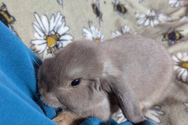 When should I get her a friend?