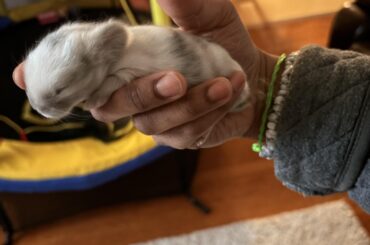 Babies!
