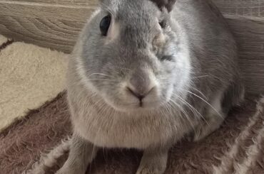 Update on my one-eyed bunny