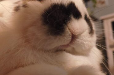 I tried getting weird angles of my rabbits