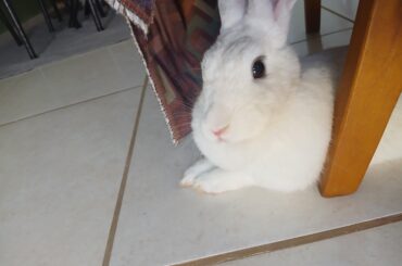 I feel sad that I don't have as many nice pictures of my bunny that passed away (unrelated photo of my current bunny)