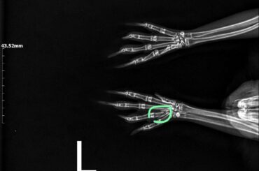 Bunny with broken front paw phalange