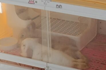 My little two cute bunnys