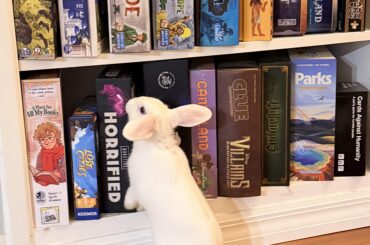 Glaze has solved his treat puzzles and now feels ready to tackle human games
