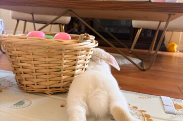 Hoppy Easter from Glaze and his lil toes!