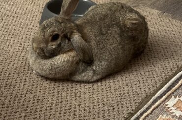 Baxter and his beautiful dewlap.